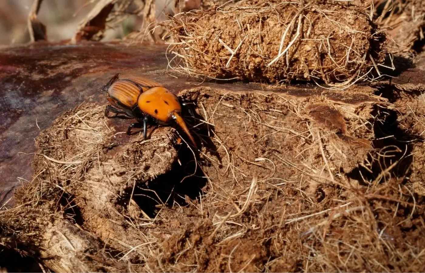 Besouros devoradores de palmeiras em países vizinhos acendem alerta no Ministério da Agricultura