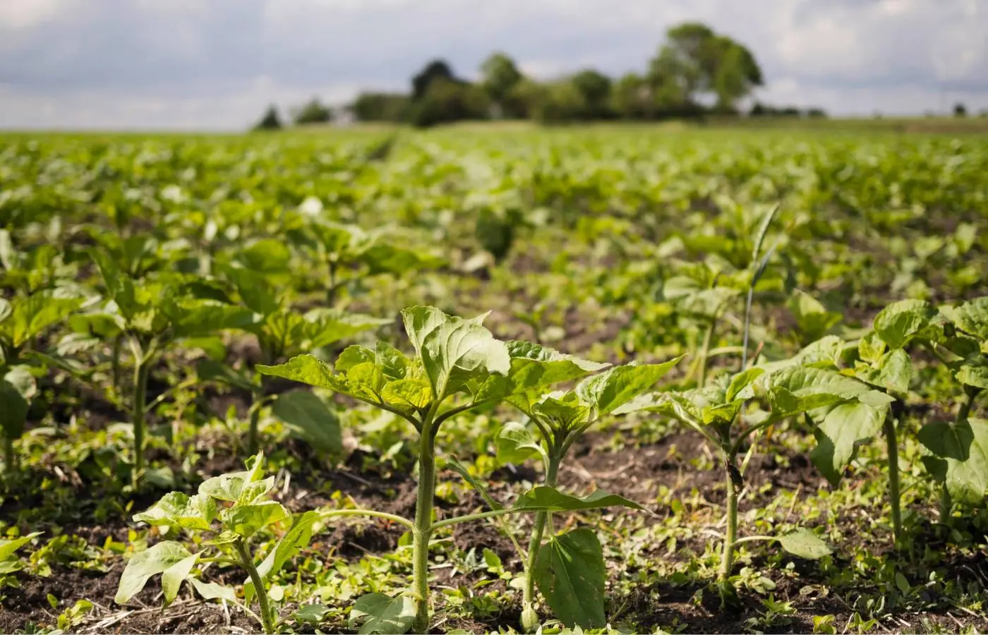 INMET alerta para risco de déficit hídrico no Nordeste e Sudeste de fevereiro a abril de 2026