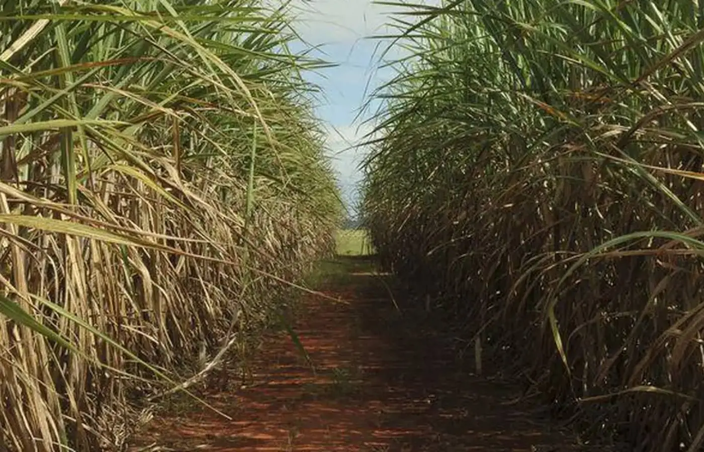 Cana-de-açúcar ocupa 8,9 milhões de hectares no Centro-Sul e reforça liderança de São Paulo