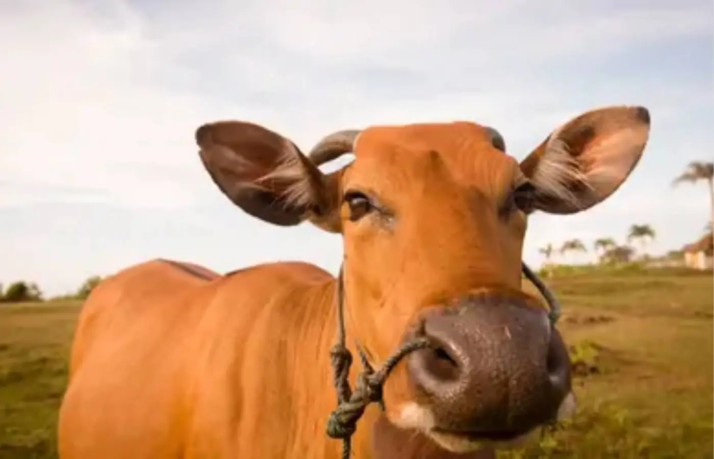 Boi gordo tem queda no preço, com arroba vendida a R$ 363,85