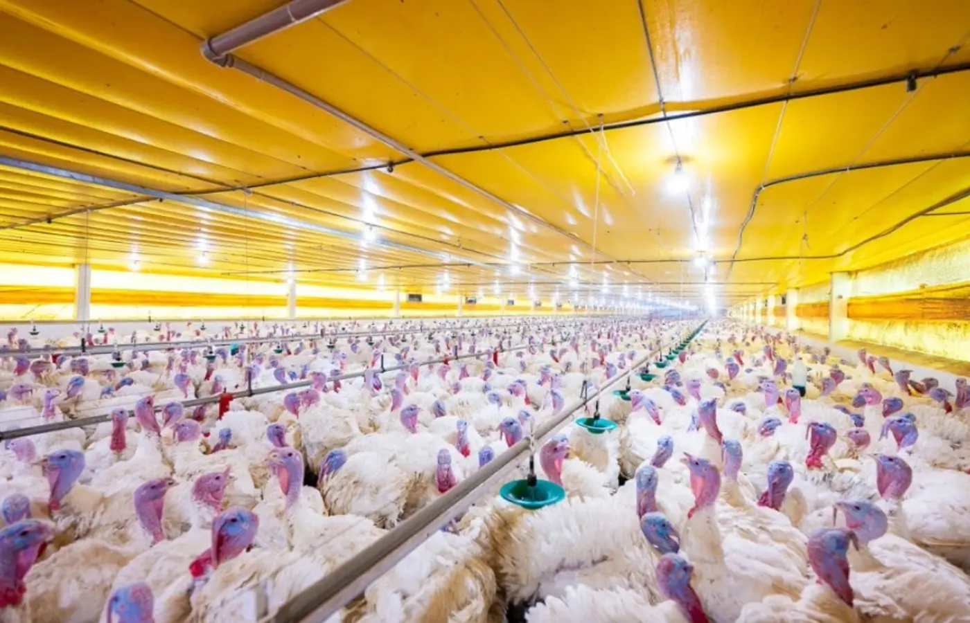 Após confirmação de surto, países suspendem compras de aves brasileiras