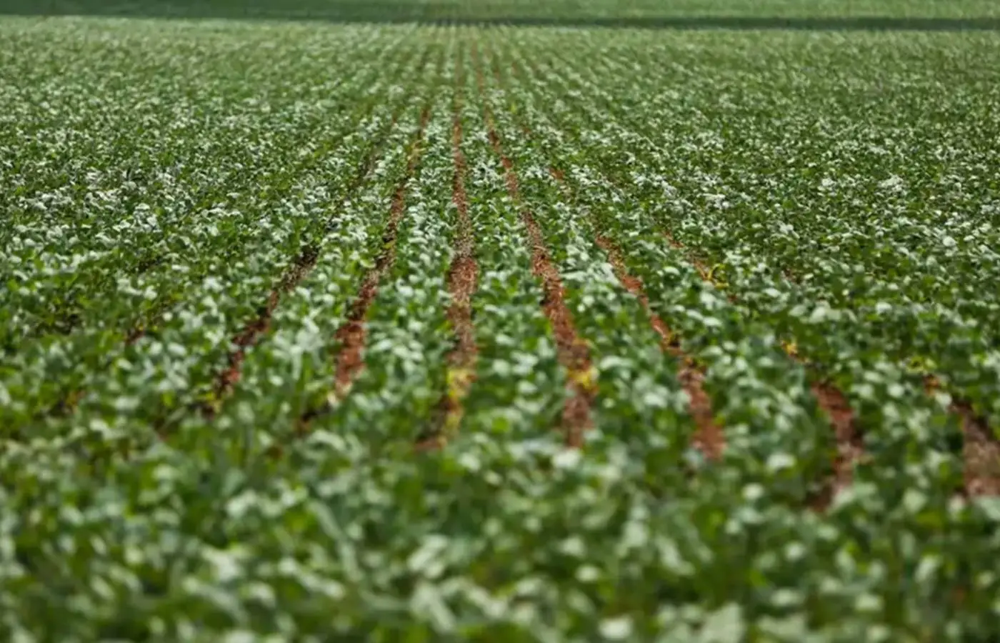 Agricultura: governo publica preços mínimos para safra de verão 2026/27