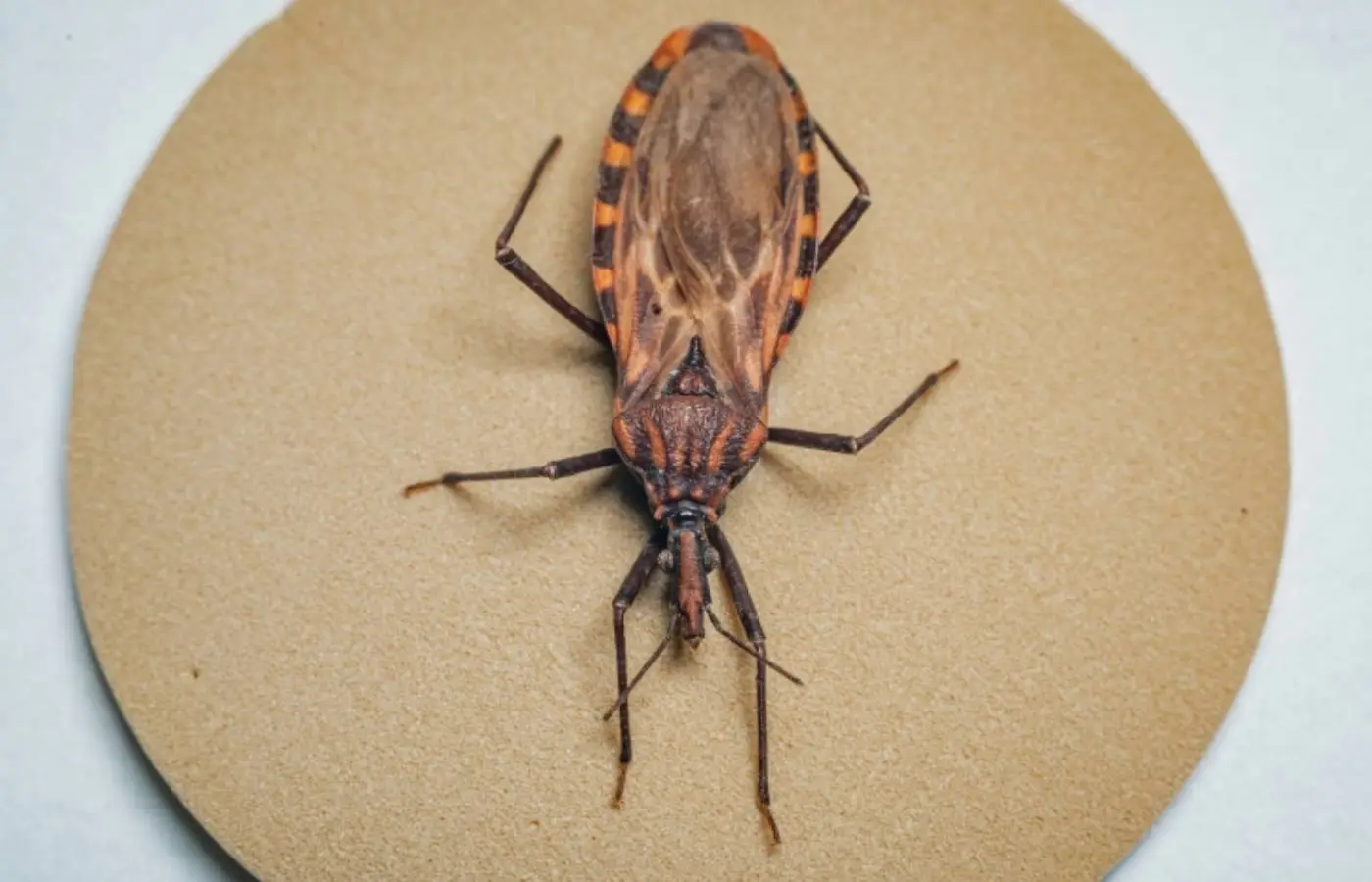 Doença de Chagas: 155 municípios prioritários recebem quase R$ 12 milhões para ações de vigilância