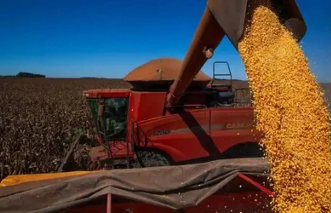 PIB da agropecuária avança 11,7% e contribui para fortalecimento da economia em 2025