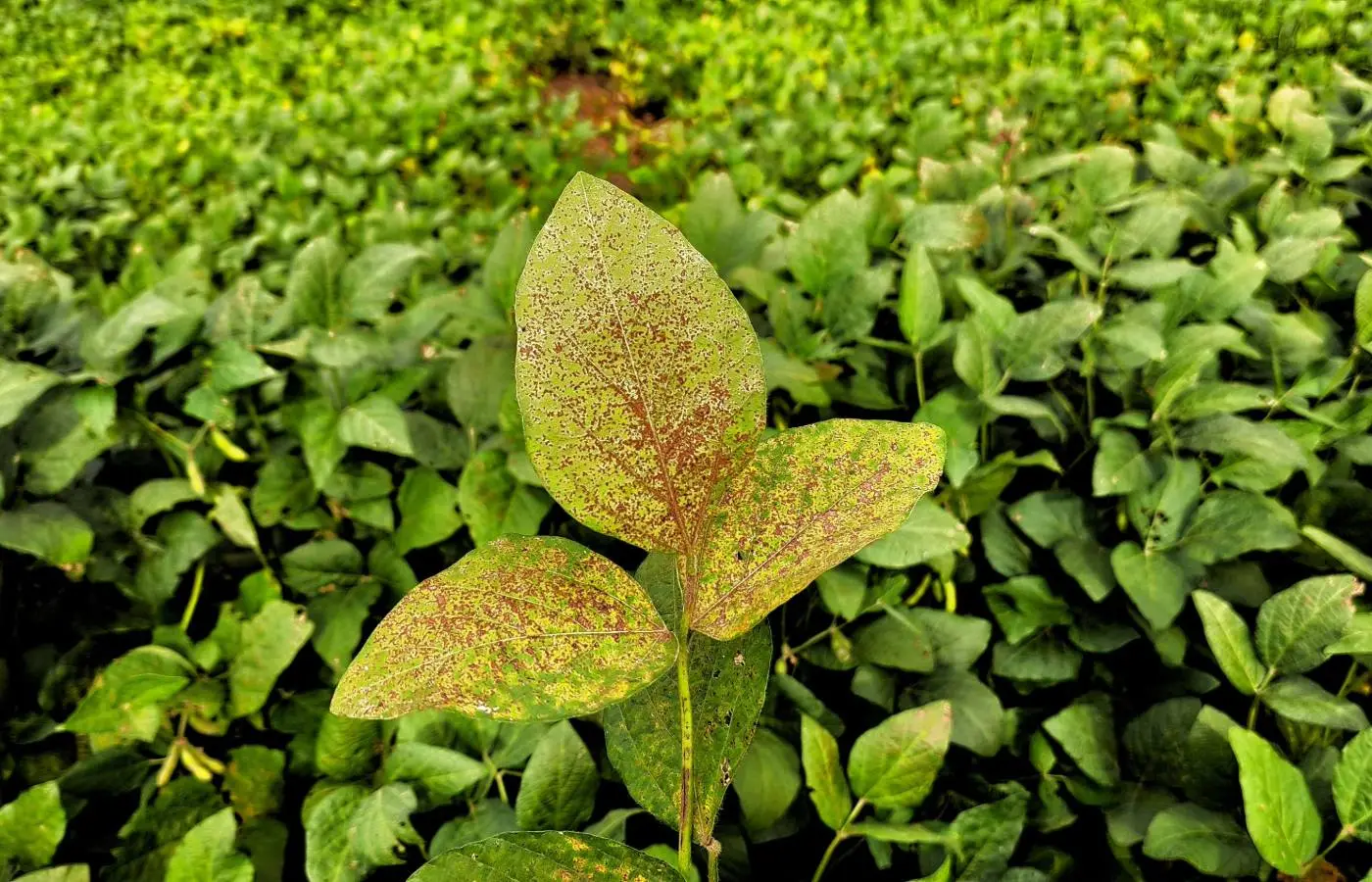 Mapa cria canal exclusivo para registro de suspeitas de novas pragas agrícolas