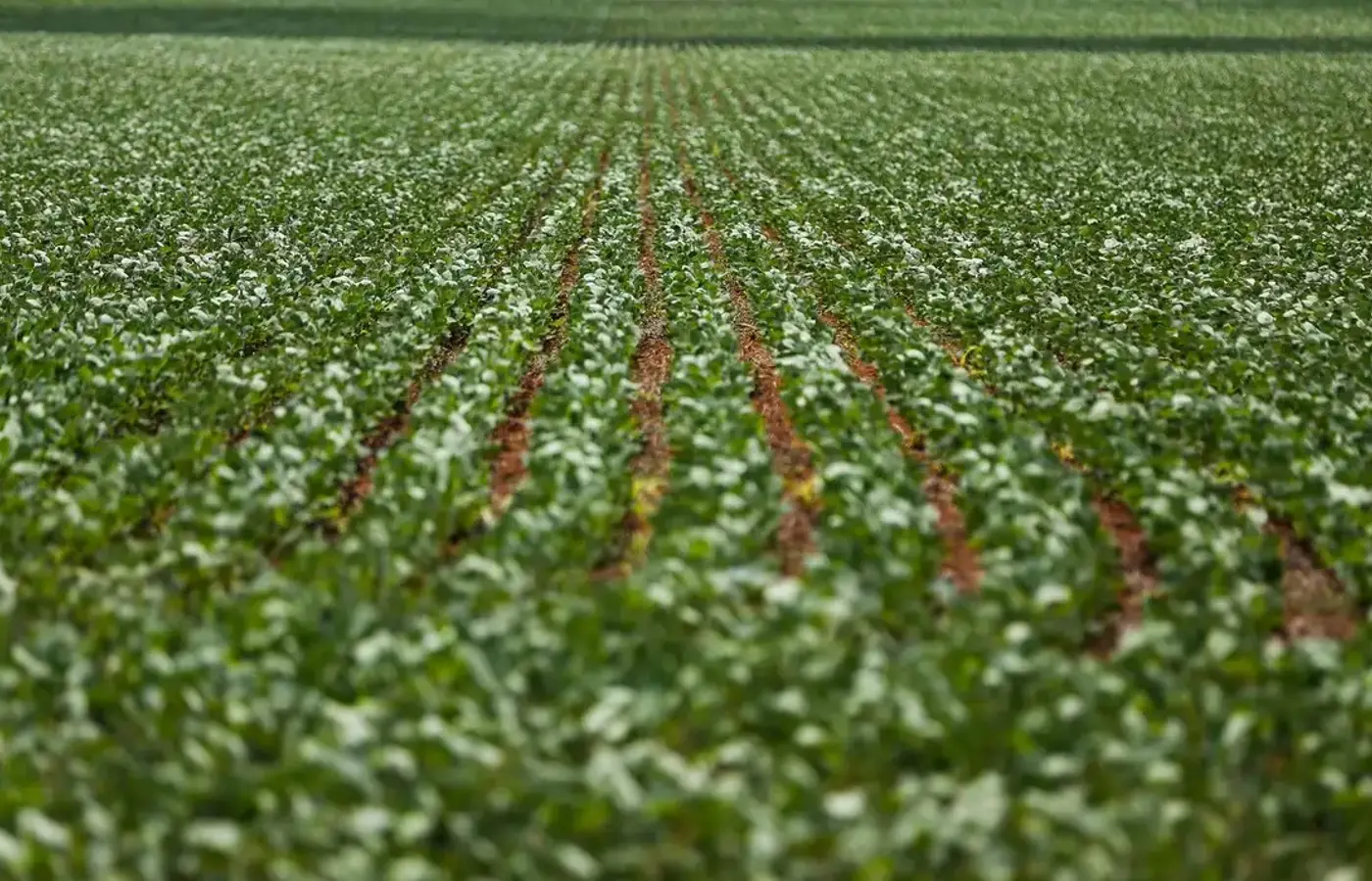 Agronegócios: Nordeste e Centro-Oeste dominam ranking dos municípios mais desenvolvidos na agropecuária