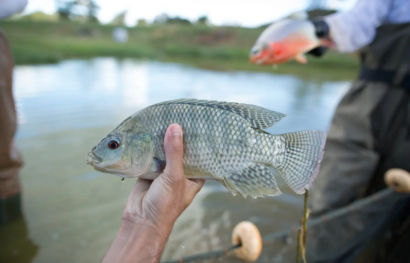 Notas fiscais passam a comprovar origem de peixes e frutos do mar