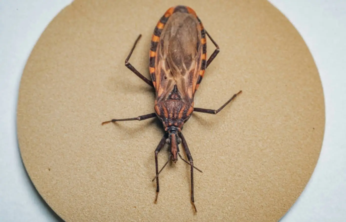 Doença de Chagas: surto em Ananindeua (PA) acende alerta para prevenção da contaminação oral no Brasil