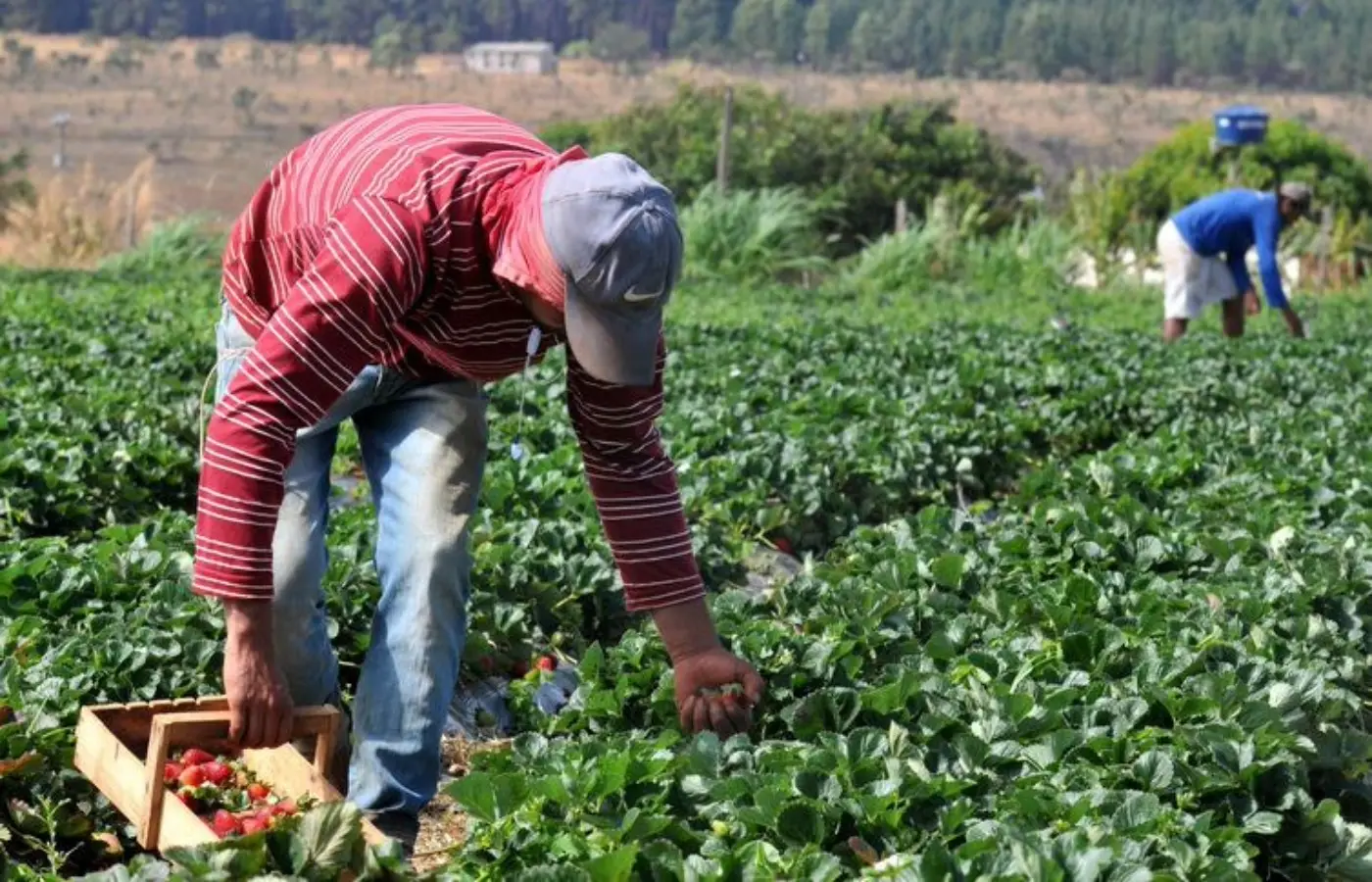 Plano Safra 2025/2026: crédito rural empresarial cresce 6% e soma R$ 316,57 bilhões Plano Safra 2025/2026: crédito rural empresarial cresce 6% e soma R$ 316,57 bilhões