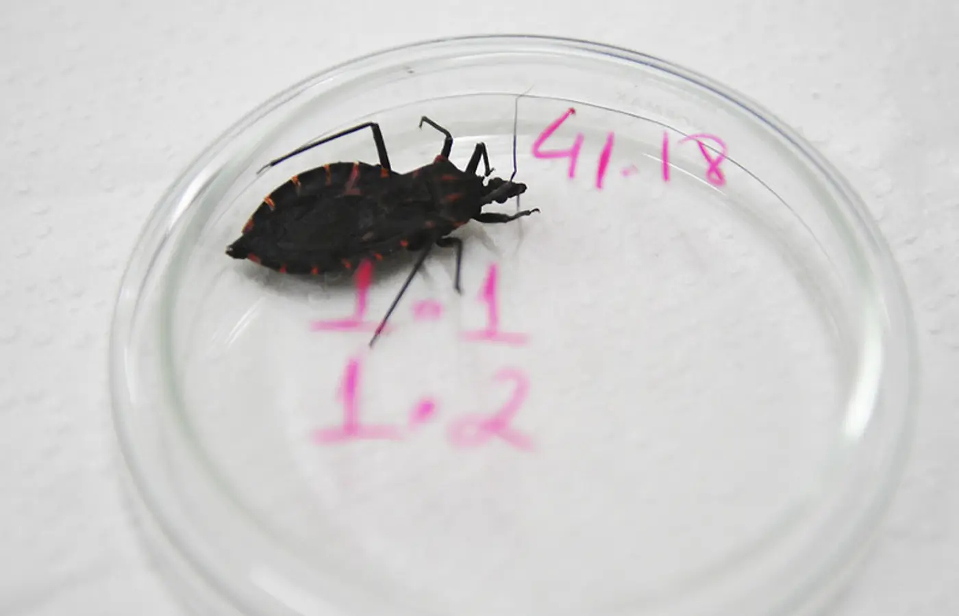 Bahia e Pará reforçam ações contra a doença de Chagas após aumento de casos