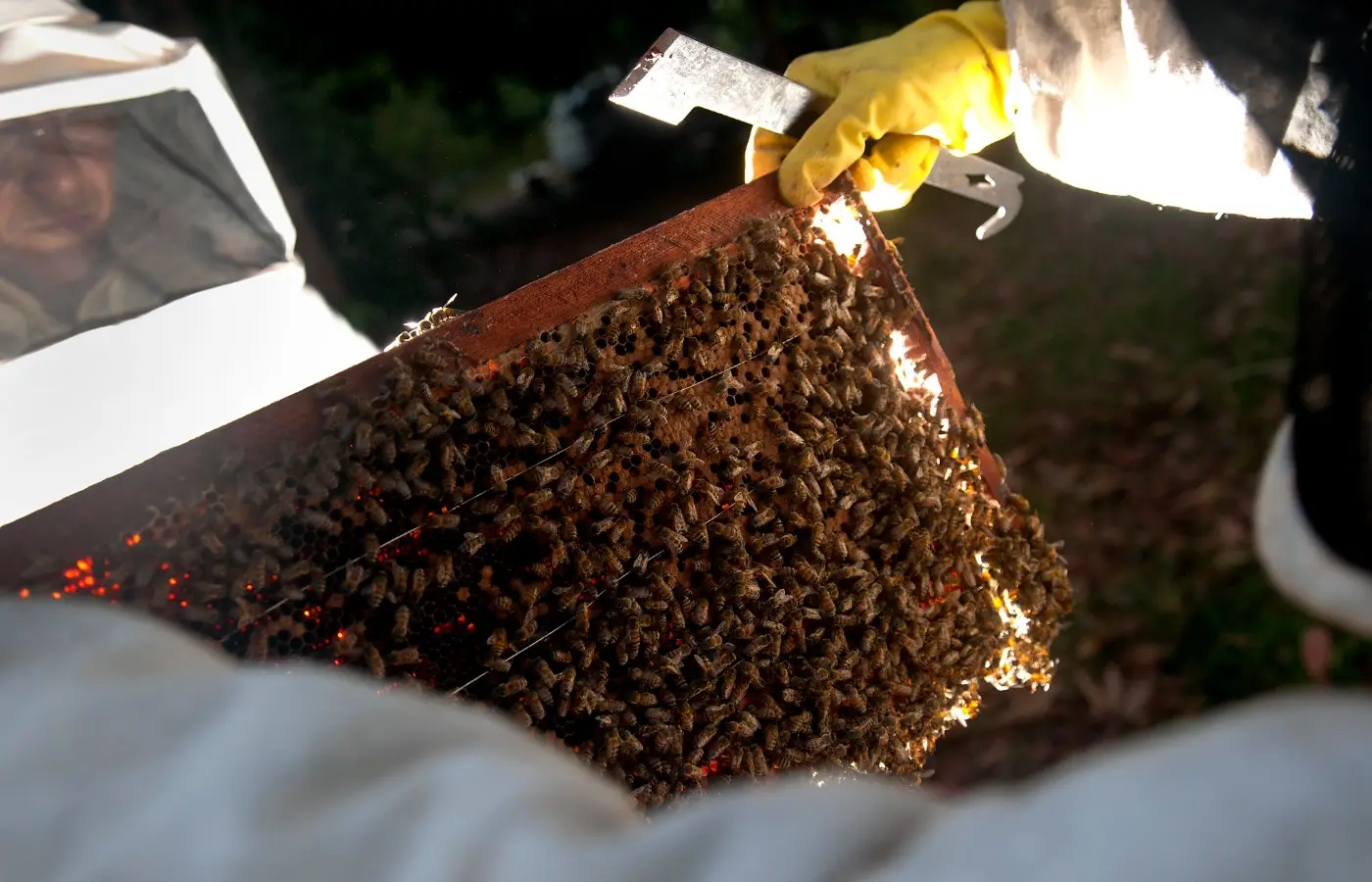 Conama atualiza regra para transferência de abelhas de área desmatada