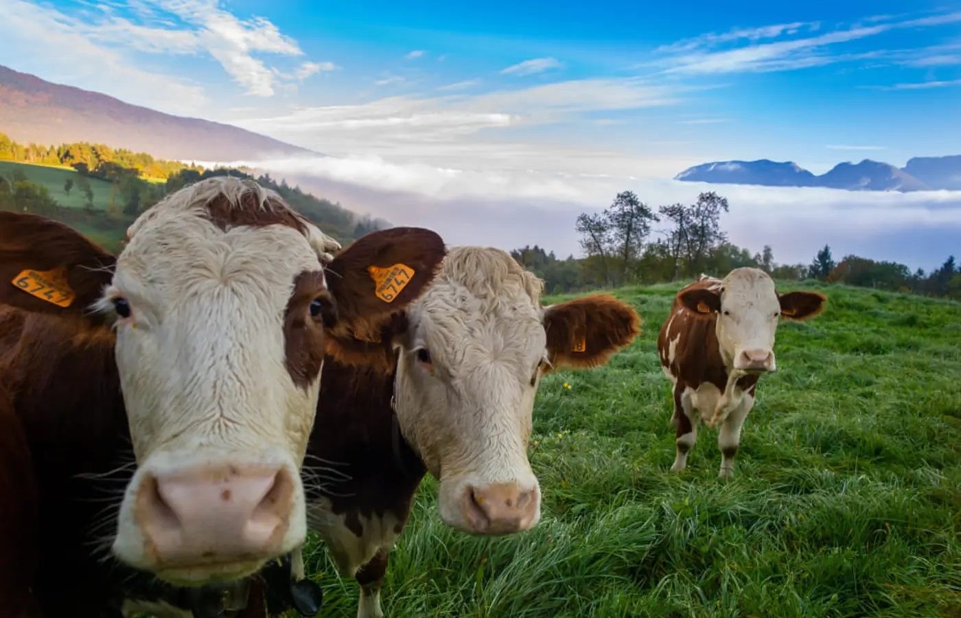 Preço do boi gordo hoje: confira as cotações para sexta-feira (14)