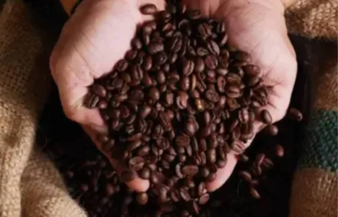 Café hoje: confira cotações para esta quarta-feira (24)