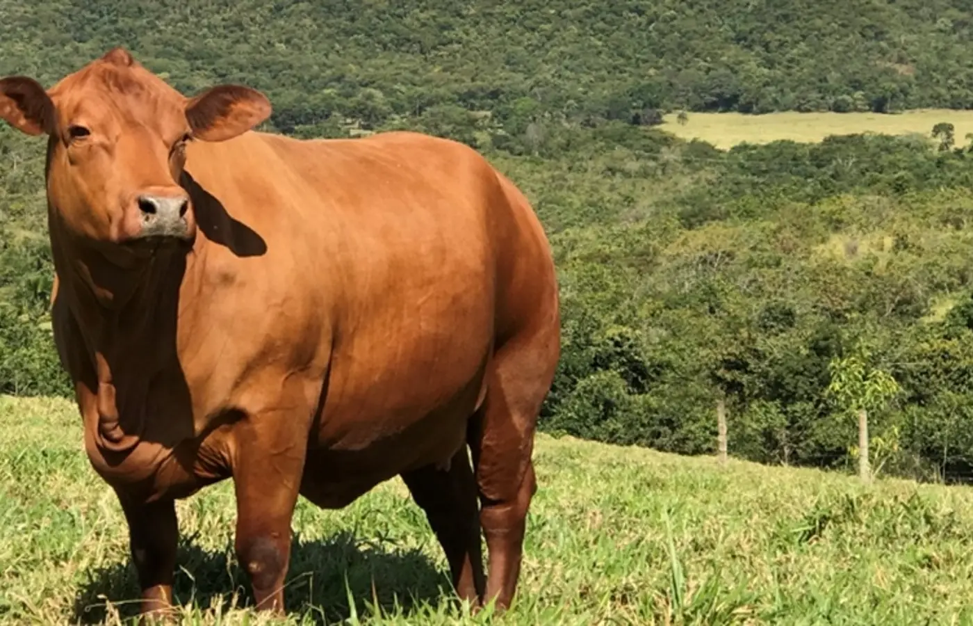 Boi gordo hoje: confira cotações para esta quinta-feira (6)