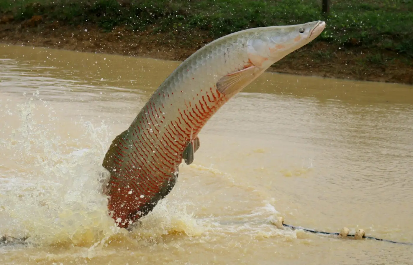 Ibama declara pirarucu espécie invasora e libera abate do peixe fora da Bacia Amazônica Ibama declara pirarucu espécie invasora e libera abate do peixe fora da Bacia Amazônica