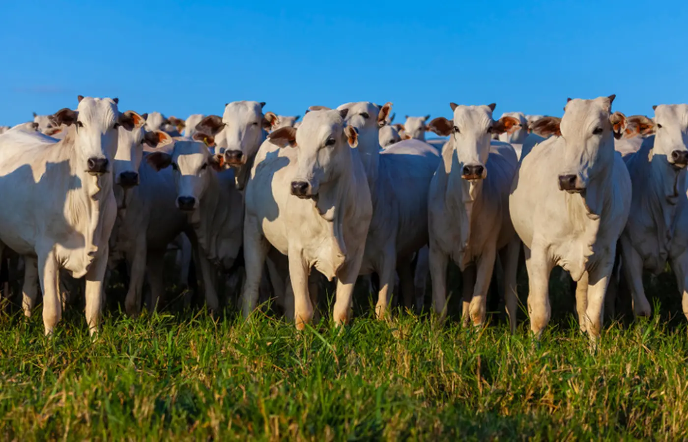 Valor Bruto da Produção Agropecuária é estimado em R$ 1,39 trilhão em julho