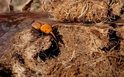 Foto: Reprodução/MAPA