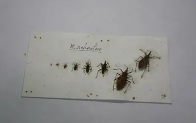 Foto: Natanael Maricaua/FVS-AM