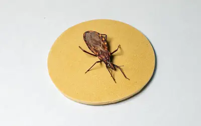 Foto: José Felipe Batista/Comunicação Butantan