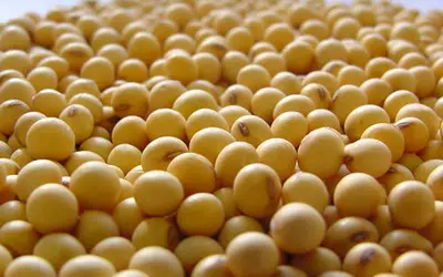 Foto: Estevão Danilo/Embrapa