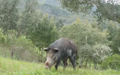 Foto: Wikimedia Commons Foto: Wikimedia Commons