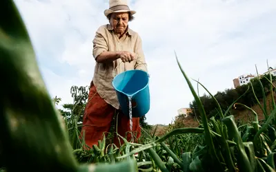 Recursos do Garantia-Safra beneficiam agricultores de 10 estados.  Foto: Freepik
