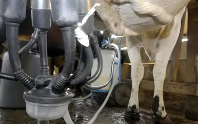 Produtores de leite no Brasil enfrentam crise com custos altos Foto: Marcello Casal JR/Agência Brasil