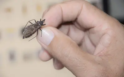 Foto: Olival Santos / Secretaria de Saúde de Alagoas