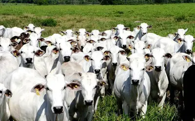 Foto: Arquivo/Agência Brasil/ASCOM ADEPARÀ