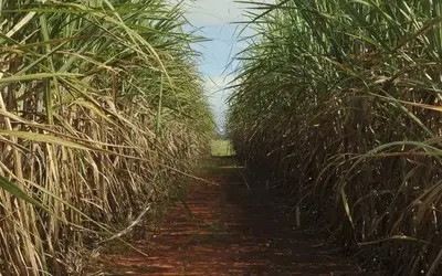 Foto: Elza Fiuza/Agência Brasil