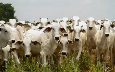 Foto: Lucas Eugênio / Seapa GO