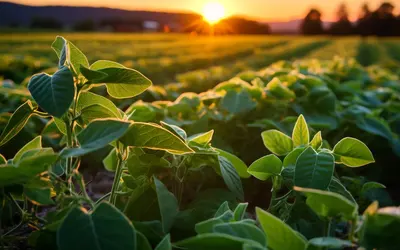 Recursos do Plano Safra estimulam e financiam a produção no campo Foto: Vecstock/Freepik