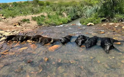 Reprodução/Aqui Tem Javali