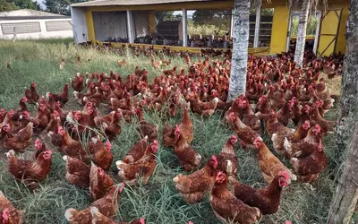 Segundo polo da Rota da Avicultura Caipira faz parte do programa Rotas de Integração Nacional do MIDR. (Foto: COOPAF - Cooperativa Paraibana de Avicultura e Agricultura Familiar)