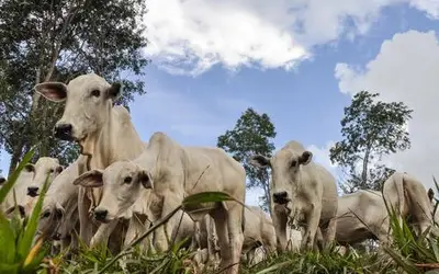 FFoto: Fabiano Marques Dourado Bastos/Embrapa