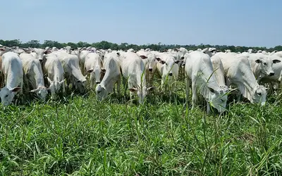 Foto: Gabriel Faria /Embrapa