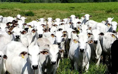Foto: Agência Brasil/ASCOM ADEPARÁ
