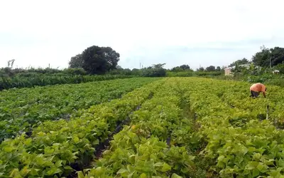 Foto: Elza Fiúza/Agência Brasil