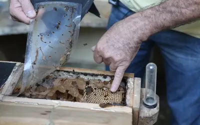 Identificar potenciais regionais para implantar polos territoriais. "Precisamos conhecer as associações produtoras daquela região", explica a secretária Adriana Melo. Foto: Denio Simões/MIDR