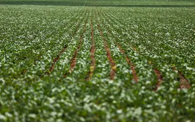 2024 começou com com perdas na produção de soja. Foto: Marcelo Camargo/Agência Brasil