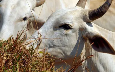 Foto: Arquivo/Agência Brasil