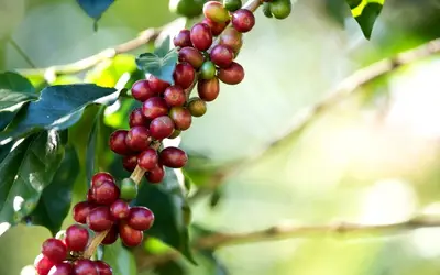 Foto: Reprodução Freepik