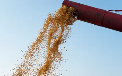 Produção de cereais e legumes, em abril, teve queda de 5% em relação a abril de 2023  Foto: aleksandarlittlewolf/Freepik Produção de cereais e legumes, em abril, teve queda de 5% em relação a abril de 2023  Foto: aleksandarlittlewolf/Freepik