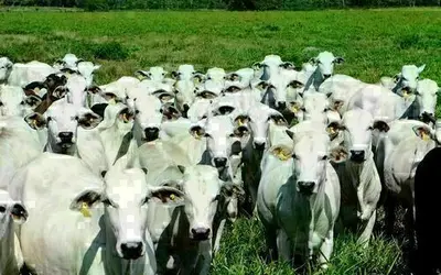 Foto: Arquivo/Agência Brasil