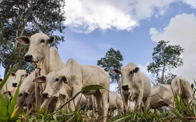 Foto: Fabiano Marques Dourado Bastos/Embrapa
