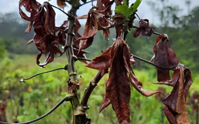 Foto: Divulgação/USP Foto: Divulgação/USP