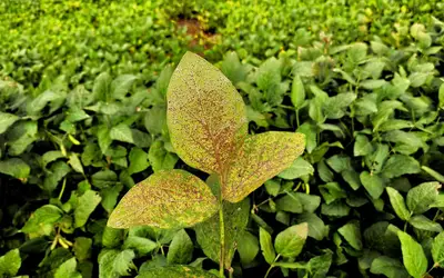 Foto: Fernando Dias/Seapi-RS