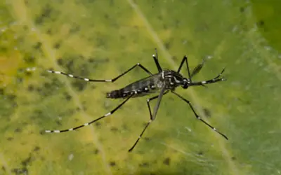 Clima influenciou a expansão dos casos de dengue em todo o país. Foto: Raquel Portugal e Rodrigo Méxas/Fiocruz Imagens Clima influenciou a expansão dos casos de dengue em todo o país. Foto: Raquel Portugal e Rodrigo Méxas/Fiocruz Imagens