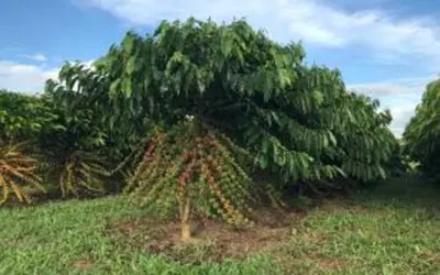 Foto: ROCHA, Rafael/Embrapa