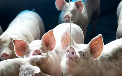 Foto: Jaelson Lucas/AEN Parana